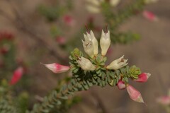 Darwinia pauciflora