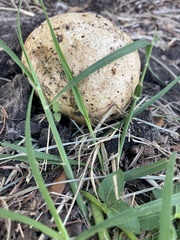 Pisolithus arenarius