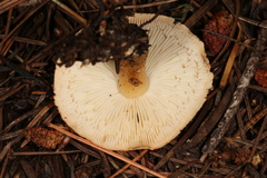 Cystodermella