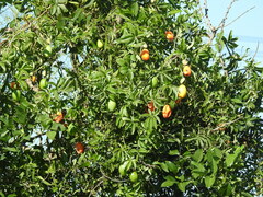 Passiflora caerulea