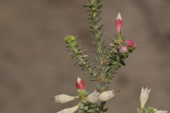 Darwinia pauciflora