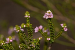 Chamelaucieae
