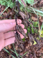 Aquilegia canadensis