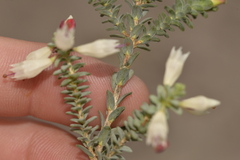 Darwinia pauciflora