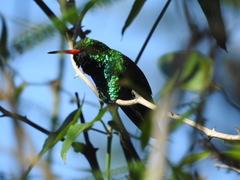 Chlorostilbon lucidus