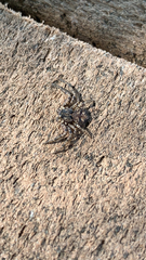 Thomisidae