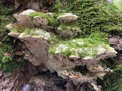 Rigidoporus populinus