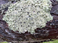 Parmelioideae