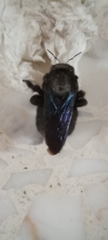 Xylocopa griswoldi