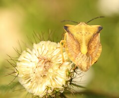 Carpocoris fuscispinus