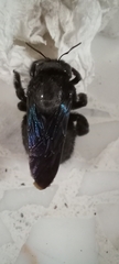 Xylocopa griswoldi