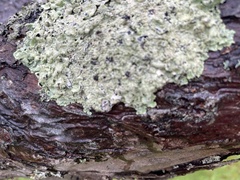 Parmelioideae