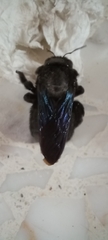 Xylocopa griswoldi