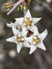 Cryptandra tomentosa