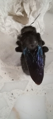 Xylocopa griswoldi