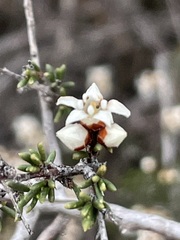 Cryptandra tomentosa