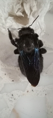 Xylocopa griswoldi