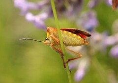 Carpocoris fuscispinus