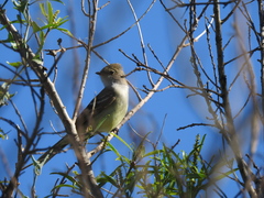 Sapium haematospermum