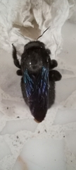 Xylocopa griswoldi
