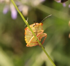 Carpocoris fuscispinus