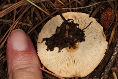 Cystodermella