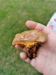 Paxillus involutus