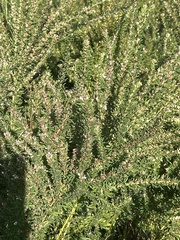 Lespedeza cuneata