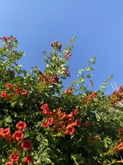 Campsis