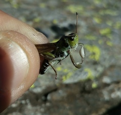 Gomphocerus sibiricus sibiricus