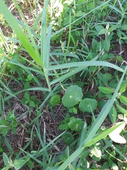 Hydrocotyle bonariensis