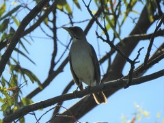 Turdus amaurochalinus