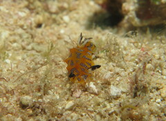 Halgerda indotessellata