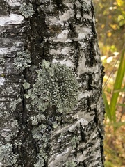 Flavopunctelia soredica