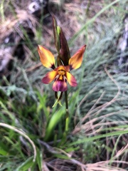 Diuris