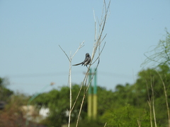 Polioptila dumicola