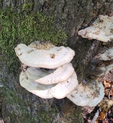 Trametes gibbosa
