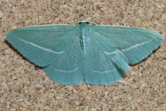 Chlorocoma stereota