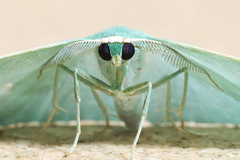 Chlorocoma stereota