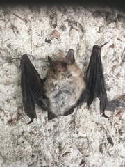 Myotis daubentonii