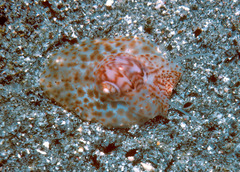 Notocochlis cernica