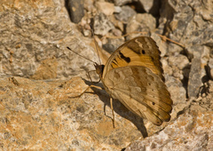 Junonia hierta hierta