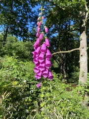 Digitalis purpurea