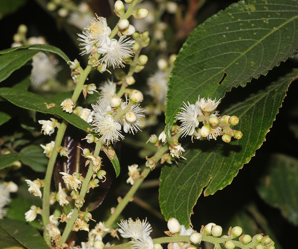 Symplocos racemosa