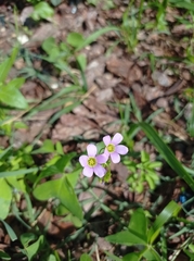 Oxalis latifolia