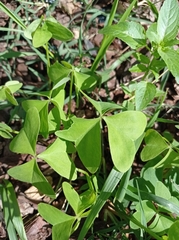 Oxalis latifolia