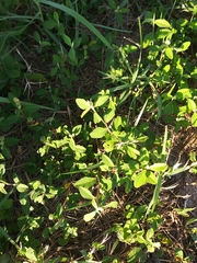 Sida rhombifolia