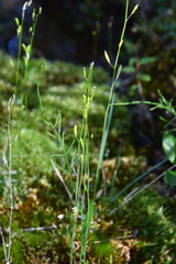 Eutrema edwardsii