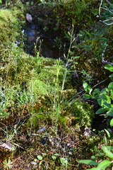 Eutrema edwardsii