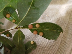 Belonocnema treatae